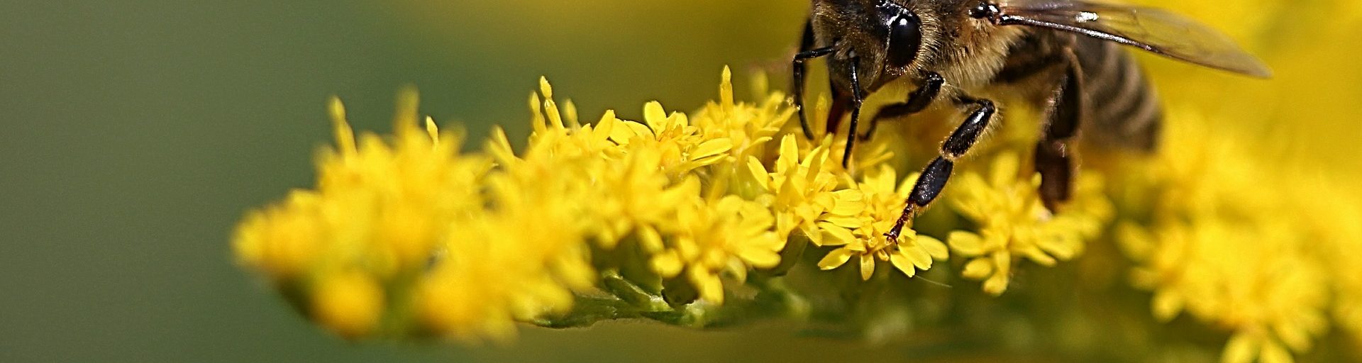 Biene auf gelber Pflanze