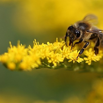 Biene auf gelber Pflanze